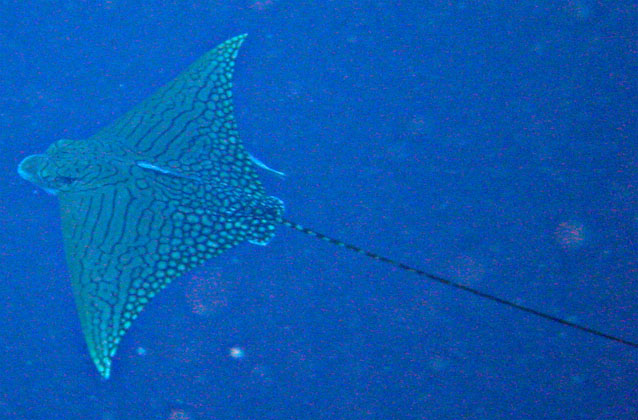 DSC00910 for fishbase Aetomylaeus vespertilio.jpg
